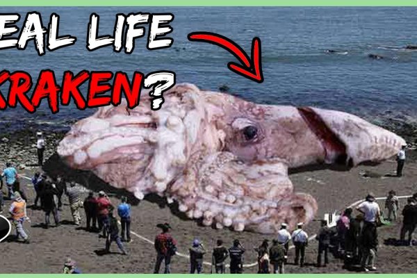 Kraken это